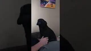 Momma Charcoal the Pug Howling