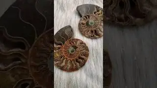 Polished ammonite pair, the opalization is wild!  #ammonite #ammonites #opals #fossilcollection
