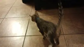 Milo's Cat School Ep2~ Target stick training