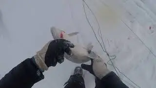 Broad Whitefish under ice fish net.  In Peel River by Aklavik, NT
