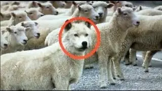 Newsbud&rsquo;s Warning on the Fake News Bucket List: Watch out for the Wolves in Sheep&rsquo;s Clothing