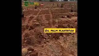 How To Start Investing For Beginners in Nigeria (Oil Palm Estate)  #agrorealestate