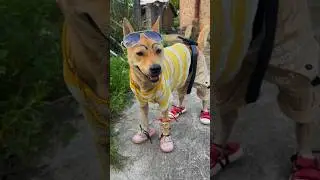 how funny he looks on makeup #dogmakeover #dogshorts #shorts #shortvideo #cuteanimals #funnyvideo