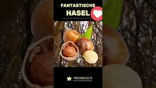 Die magische Hasel &ndash; Ein Schatz im Fr&uuml;hling