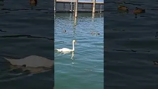 Schwan #entenvogel #vogel #swan