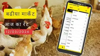 poultry rate today || Murga Mandi || Broiler rate