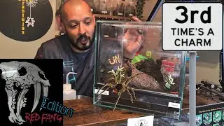 The Spidershop unboxing [ Piloctenus haematostoma RED FANG WANDERING SPIDER ]