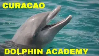 CURACAO DOLPHIN ACADEMY: DOLPHIN SHOW | TRAINING TECHNIQUES