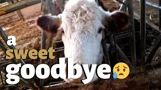 My last day as a beef farmer.  Vlog 214