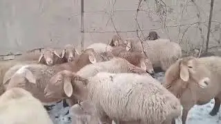 65 минден Козулуу койлор сатылат 0704878744