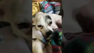 Poor Little Fella - Thunderstorm ⛈️ Cracking #dog
