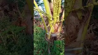 s1s2 Цветок кокосовой пальмы впервые взглянул на вас