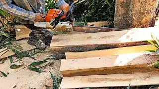 Teak Tree Cuting By Fastest Stihl Machine Chainsaw🔥#most #fastest #stihl #machine #chainsaw #india 💥