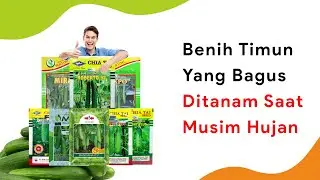 8 Benih Timun Dataran Rendah Musim Hujan