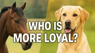 Horse vs Dog: Who is More Loyal? True Stories from History
