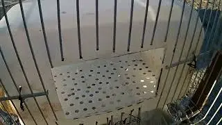 حصريا طريقة صنع قفص أو بطارية للأرانب بمواد منزلية بسيطة