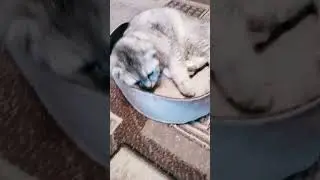 Мия #cat #музыкаонлайн #cute #pets #comedy #котики #memes #котик #kitten #кот