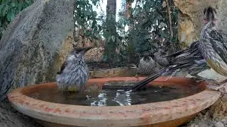 Red Wattlebirds
