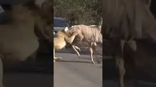 Lion on Road