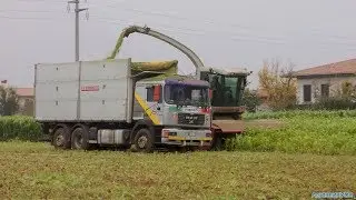 Insilato Di Sorgo 2017 | STRADIOTTO