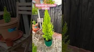 Repotting conifer ASMR #gardeninglife #gardening #kidsgardening #gardeningtips #gardenasmr #asmr