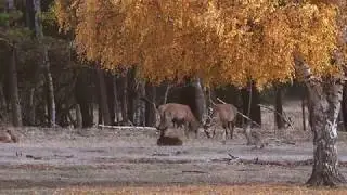 Red deer in the Glauer Tal game reserve