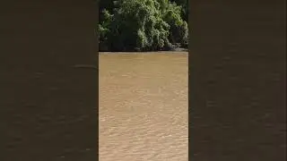 Logan River in Queensland #shorts