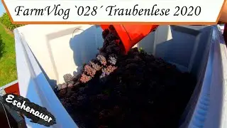 FarmVlog `028&acute; - Traubenlese 2020 beginnt - [Eschenauer]
