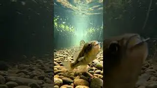 🤯 CRAZY Fish BITE! 🎣 Bait Gets DESTROYED! You WON'T Believe This! 😲