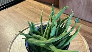 Homegrown runner beans 