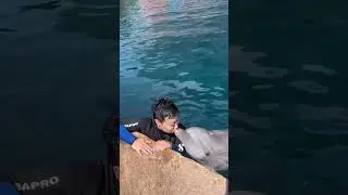 🌈 I envy my job. #Dolphin #shorts #cure