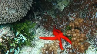 Snorkeling Alor. Sulambali Baru. Pulau Pura. East Nusa Tenggara. Indonesia. June 2022