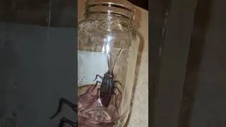 Caught a giant cockroach in a jar. #cockroach #insects