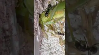 #messorbarbarus #ants vs. #grasshopper