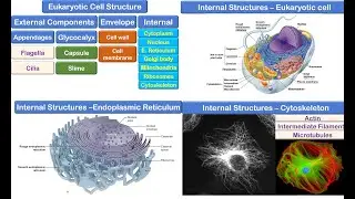Eukaryotic Cell - Protozoa, Fungi and Helminths