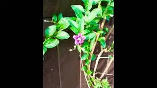 Unlocking the secrets to mega Yield Goji Berry gardening | #shorts #garden #gojiberry #flowers
