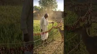 Desi Jugaad to save crops from deer! 😱🌶️#viralvideo #khedut #chili #string #khedutbhai #indianfarmer #shortsfeed