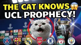 Prophecy Cat Chooses the Champions League Winner