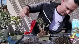 mini acebuche trasplante