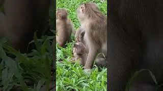 Mama Monkey's Love Story: Caring for Newborn Lynx and Her Growing Family #12 #monkeysr #newbornbaby