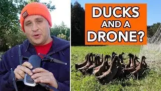 Man Herds Ducks with a Drone