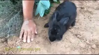 Mowgli Survival-Life - Learn how to make rabbit traps by digging deep holes how to catch rabbits
