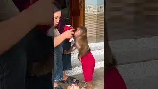 OMG ! What dis CUTIS do to make Mom angry😓#cutis #monkey #shortvideo
