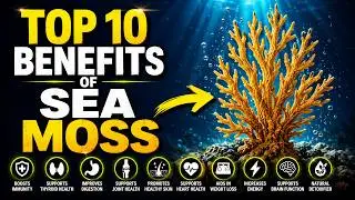 Top 10 Benefits of Sea Moss | Superfood for Gut Health, Skin Glow & Immunity, Natures Multivitamin