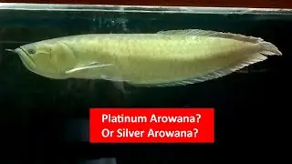 Most expensive Arowana - Glimpses from Karwar Aquarium, North Karnataka