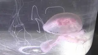 Antibes: des filets installés pour lutter contre les méduses - 16/07