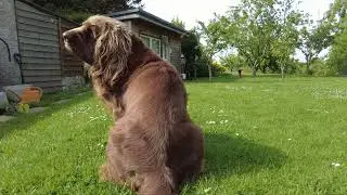 Dibble Dancing Tail