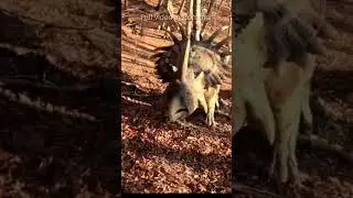 definitely dinosaurs @timelesstalesanim #dianosaur #shortsfeed #animalshorts