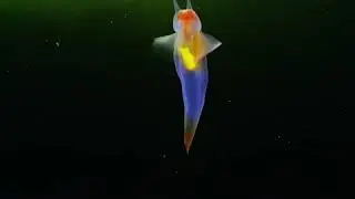А вы когда-нибудь видели морского ангела?