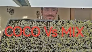 Microgreens Experiment, Coco Coir Vs Coco/Compost mix (Klasmann), Must See!!